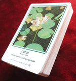 Cartes des Élixirs Floraux Deva 1995 – Vintage French Healing Oracle