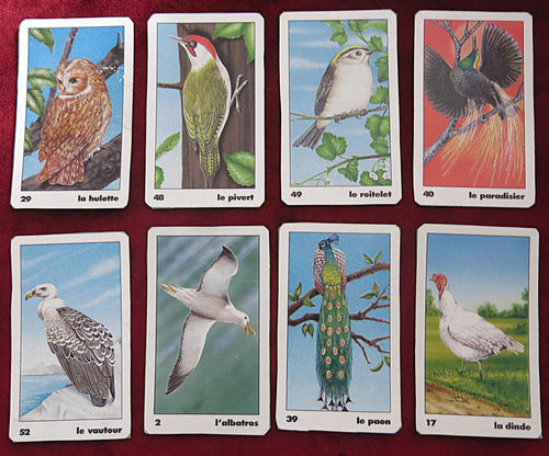 Le Paradisier ou « Oracle des oiseaux » – Magazine Femme Actuelle des années 1990