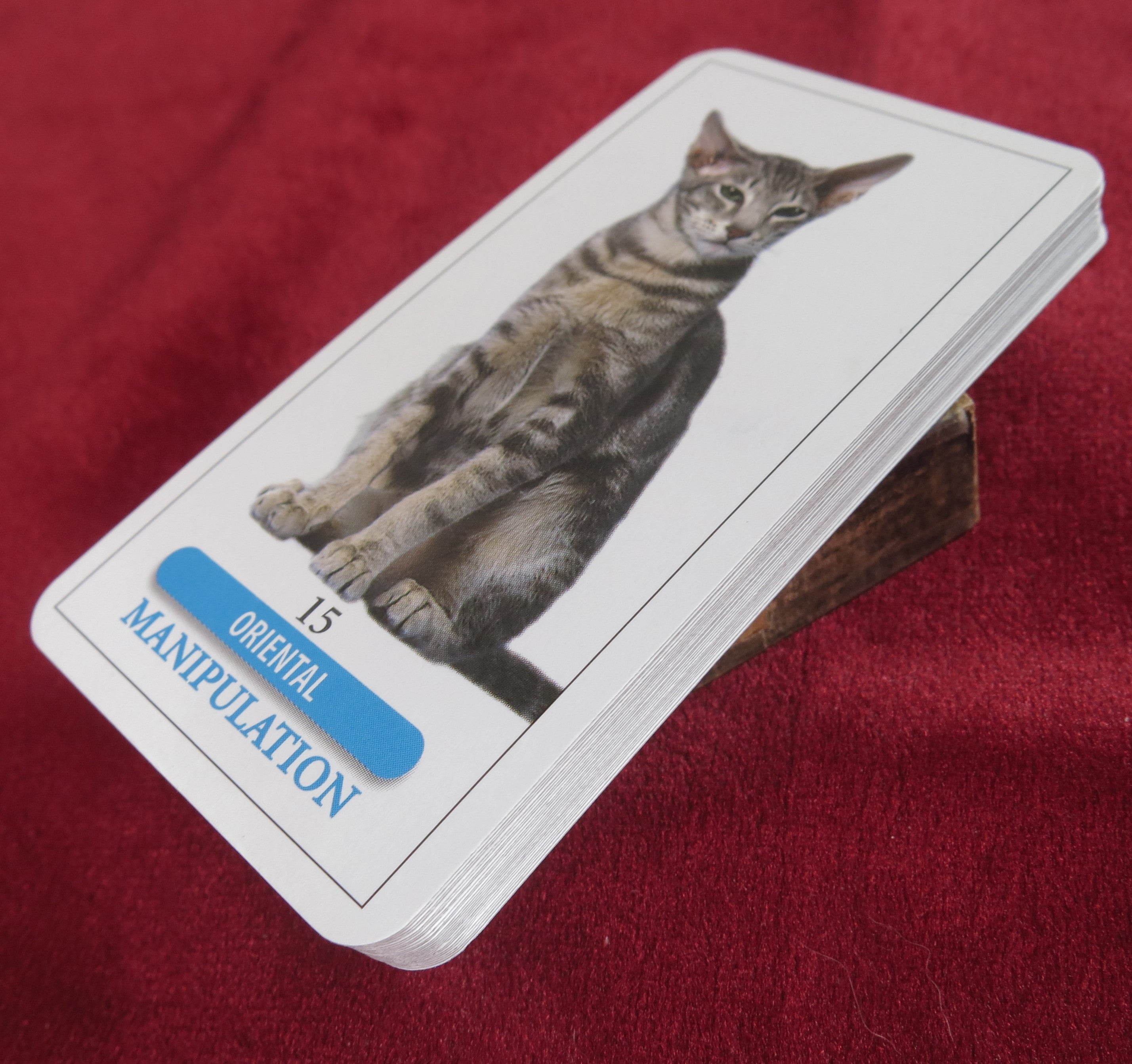 Vintage Tarot des Chats – Marc Angel – Édition Femme Actuelle (France)