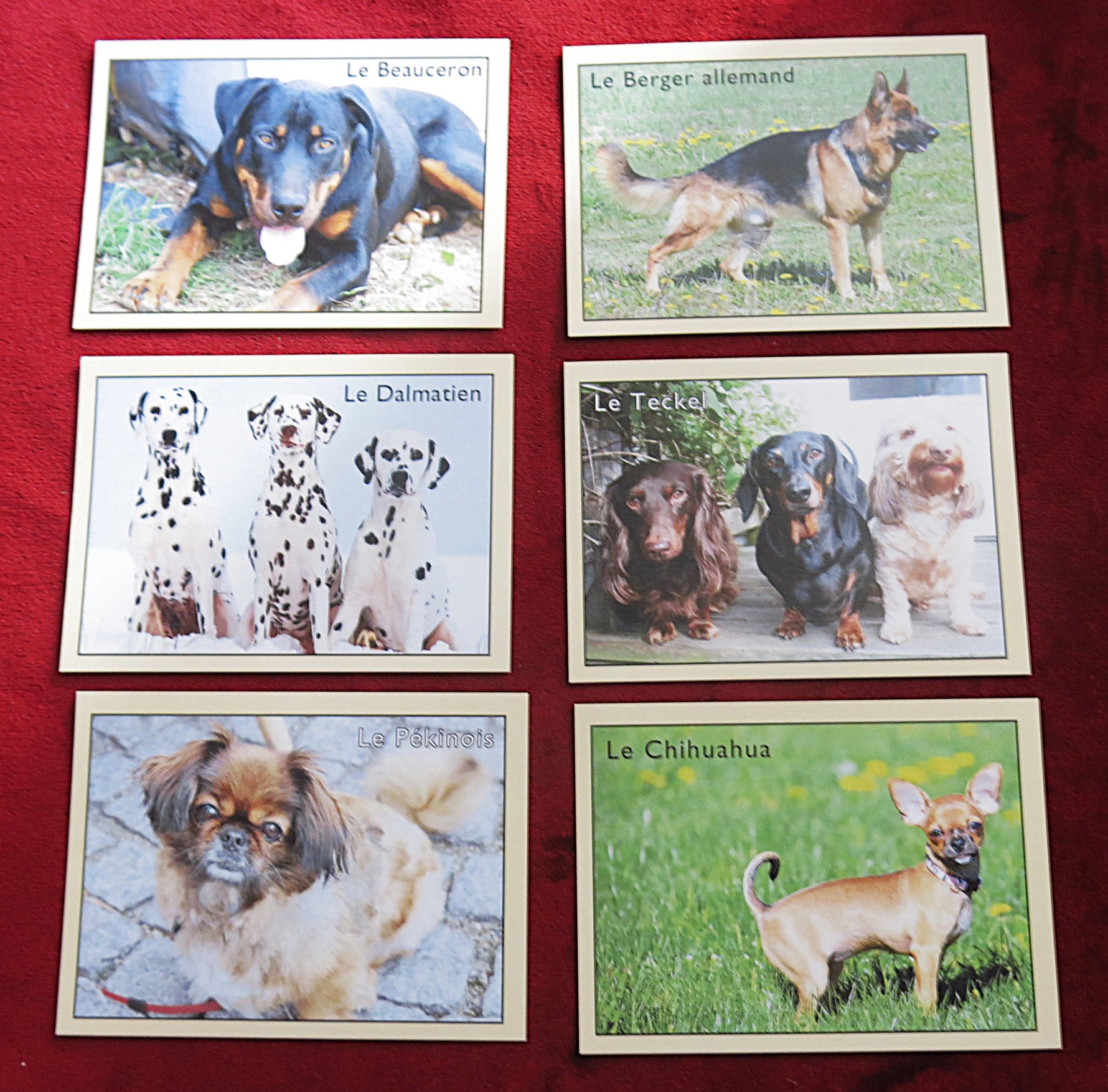 Vintage French Educational Cards – Dog Breeds Learning Game – 30 Dogs