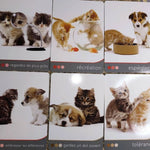 The Oracle of Cats - OUT OF PRINT - Jane Burton, Feline Cards