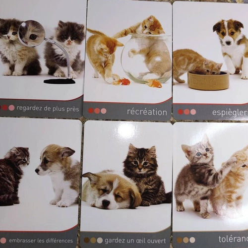 The Oracle of Cats - OUT OF PRINT - Jane Burton, Feline Cards